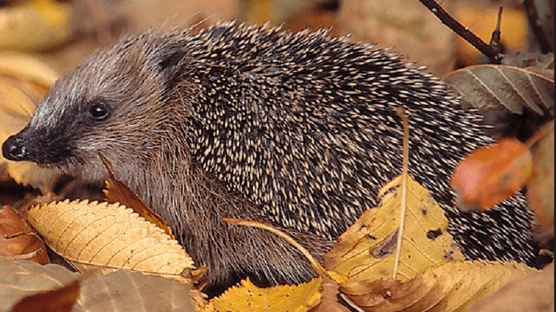 Igel im Herbstlaub