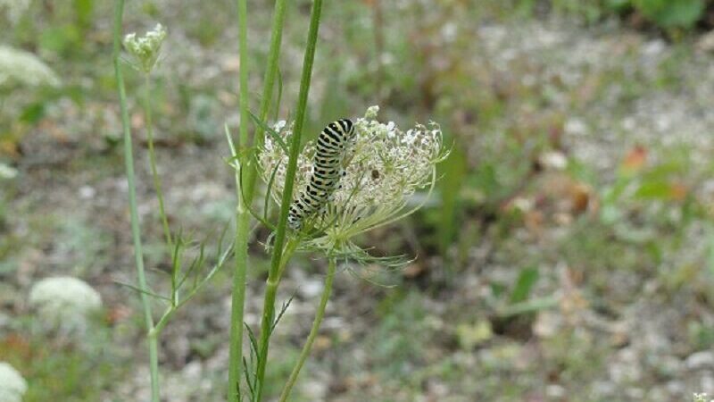 Schwalbenschwanzraupe auf wilder Möhre
