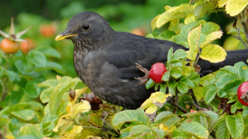 Amsel auf Kartoffelrose