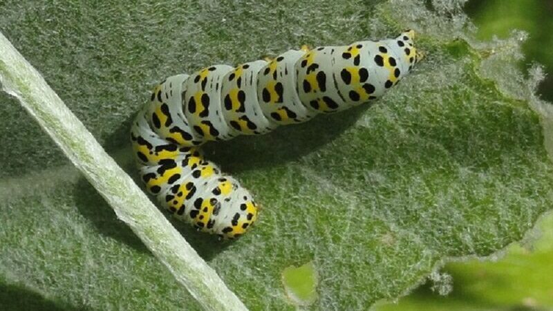 Raupe des Königskerzenmönchs