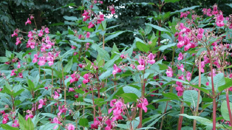 drüsiges Springkraut